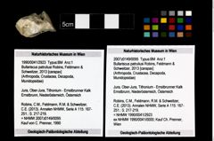 Foto (Objekt + Etikett) von Bullariscus patruliusi (Robins, Feldmann & Schweitzer, 2013)  (NHMW-GEO-1990-0041-2923)